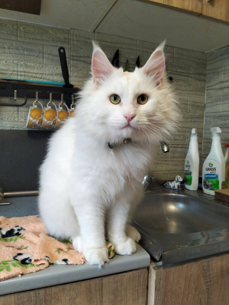 Cat